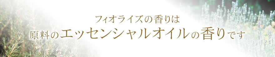 �ե����饤���ι��ϸ����Υ��å��󥷥�륪����ι��Ǥ���